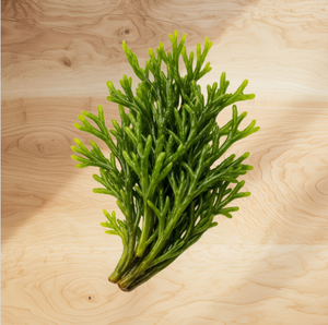 Extracto de Codium Fragile PDRN 10 ppm, Polinucleótido Derivado de Plantas, Materia Prima Cosmética de Alta Pureza, Ingrediente Antienvejecimiento - Product Image 1