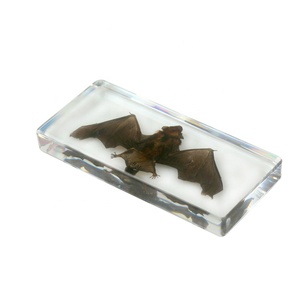 Esemplare di pipistrello in acrilico trasparente per strumento didattico multifunzionale di biologia - Product Image 6