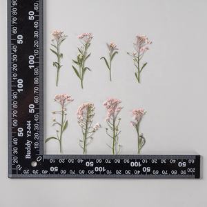 Lobularia <span class=keywords><strong>maritima</strong></span> seca en relieve, flor prensada dulce de alissum para bricolaje, funda de teléfono, decoración de uñas, joyería, postales, venta al por mayor - Product Image 4