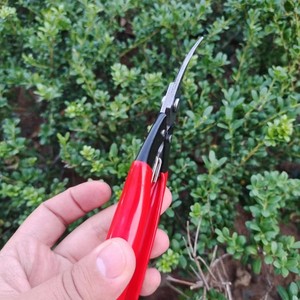 กรรไกรตัดแต่งกิ่งฮิไซจิโระ สแตนเลส ด้ามจับสีแดง สำหรับตัดแต่งต้นไม้ผลไม้ เครื่องมือทำสวนแบบใช้มือ - Product Image 3