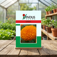 Graines hybrides Indus Orbit Marigold F1, jaune doré, haut rendement, forme compacte, pour la transformation de fleurs séchées, 250-2000 graines, modèle 11349
