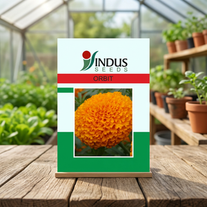 Graines hybrides F1 Indus Orbit Marigold, jaune doré, haut rendement, compactes, pour la production de fleurs séchées, 250-2000 graines - Product Image 3
