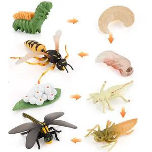 과학 교육 시뮬레이션 야생 곤충 동물 잠자리 말벌 모델 성장주기 라이프 스테이지 변경 정적 장식