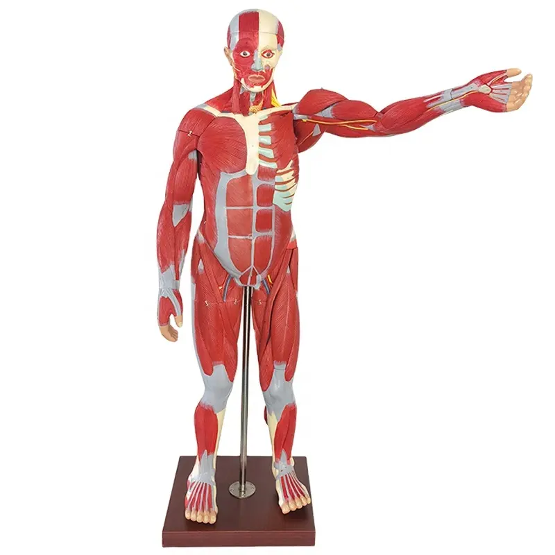 Modelo anatômico do músculo 170cm, modelo muscular, recursos de ensino, equipamento educacional, ciências médicas destacável