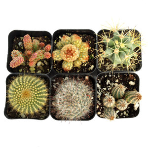 Cactus de Forma Única de Bajo Mantenimiento, Plantas del Desierto Resistentes a la Sequía, Cactus en Maceta Surtidos para Decoración del Hogar y Arreglos DIY - Product Image 3