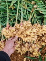 Gingembre jaune frais et cru en cubes, format petit, 25 kg, boîte en vrac pour la vente en gros, provenant de Chine continentale