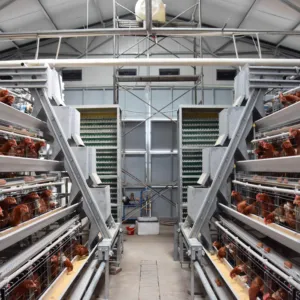 Philippines mạ kẽm lớp gà lồng Gà Gia cầm trang trại thiết bị gà