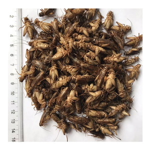 <span class=keywords><strong>Grillons</strong></span> <span class=keywords><strong>comestibles</strong></span>, insectes de Maggot secs, alimentation animale - Product Image 1