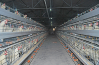Cage à poulettes de type A, galvanisée à chaud, système d'alimentation automatique pour l'élevage de poussins de 1 à 10 semaines