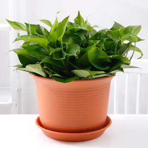 Pots de jardinage en plastique PP durables et écologiques en gros, pots à bonsaï, pots à fleurs, jardinières pour plantes succulentes, style classique avec <span class=keywords><strong>soucoupe</strong></span> - Product Image 2