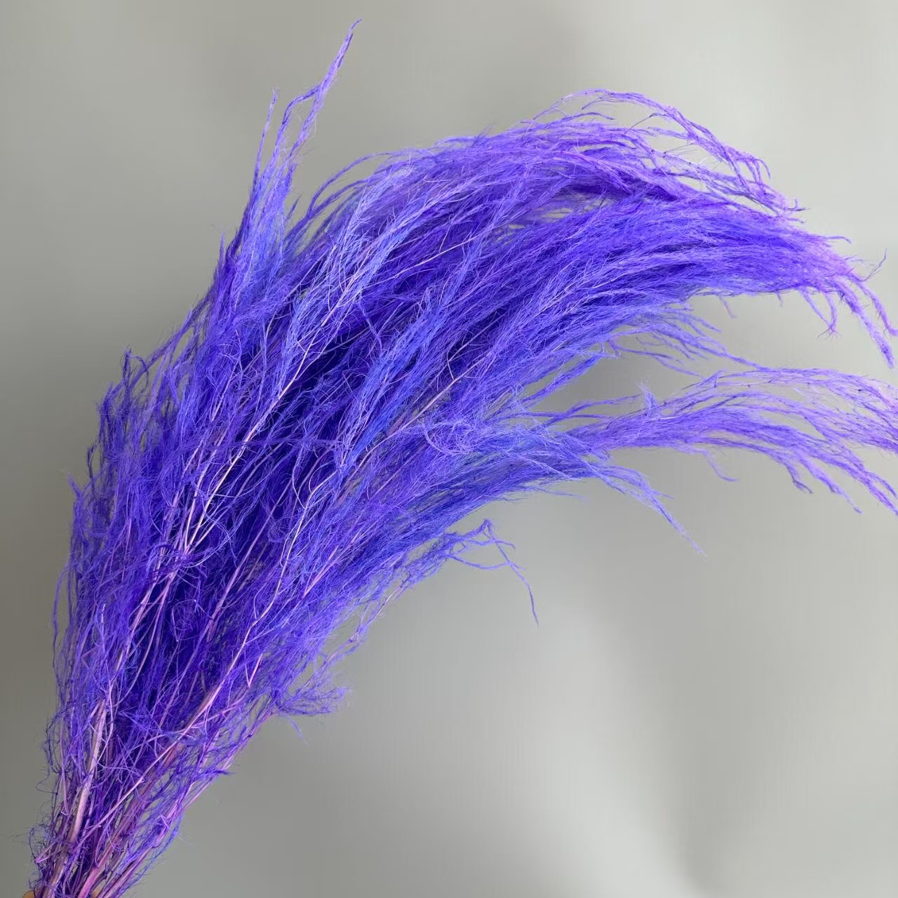 Pourpre