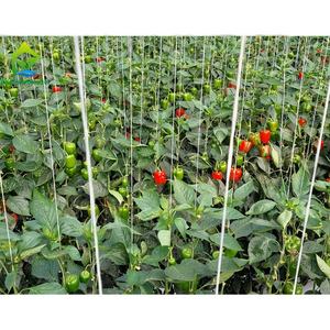 Support galvanisé haute résistance serre <span class=keywords><strong>fraise</strong></span> tomate plantation verticale culture <span class=keywords><strong>gouttière</strong></span> en plastique systèmes de culture - Product Image 6