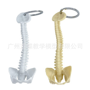 Llavero con modelo de columna vertebral humana, modelo de columna vertebral en miniatura, vértebra, espécimen de columna vertebral humana, vértebra lumbar, modelo esquelético - Product Image 1