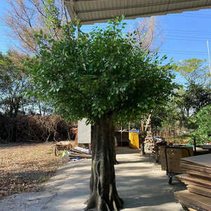 Arbre ficus artificiel sur mesure de 2 m, 3 m, 4 m, 5 m, 6 m, aspect naturel, branche, tronc, grand arbre <span class=keywords><strong>d</strong></span>'intérieur, grand arbre <span class=keywords><strong>d</strong></span>écoratif, banian - Product Image 4