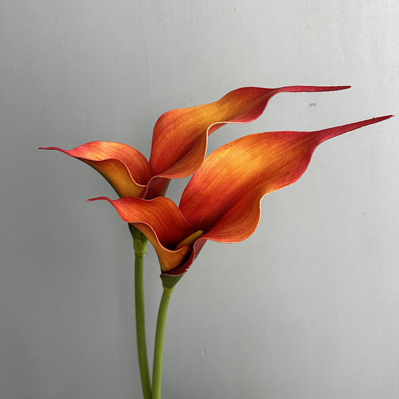 Double-petal calla deep orange