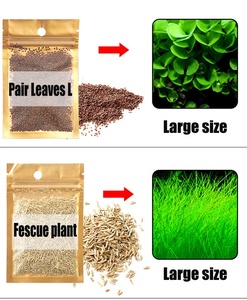 Plantas Acuáticas Premium al por Mayor para Acuarios, Plantas Acuáticas Auténticas para Peceras, Semillas con Alta Tasa de Germinación - Product Image 2