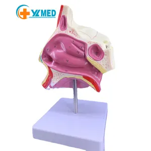 Anatomía de la cabeza de tamaño adulto modelo de boca, nariz y garganta enseñanza médica nervio vascular medial modelo nasal enseñanza accesorios médicos