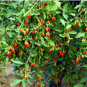 Bacche di Goji Biologiche Fresche dallo Ningxia, Cina, Sono Frutta Secca Salutare che Possono Essere Utilizzate per Preparare Tè o Mangiate Come Spuntino. - Product Image 6