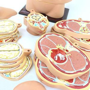 Con người thân giải phẫu mô hình y tế 24 cái có thể tháo rời thiết bị giảng dạy con người thân ngang mặt cắt ngang giải phẫu mô hình - Product Image 5