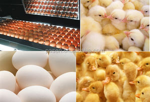 เครื่องฟักไข่ไฟฟ้าอัตโนมัติ - Product Image 6