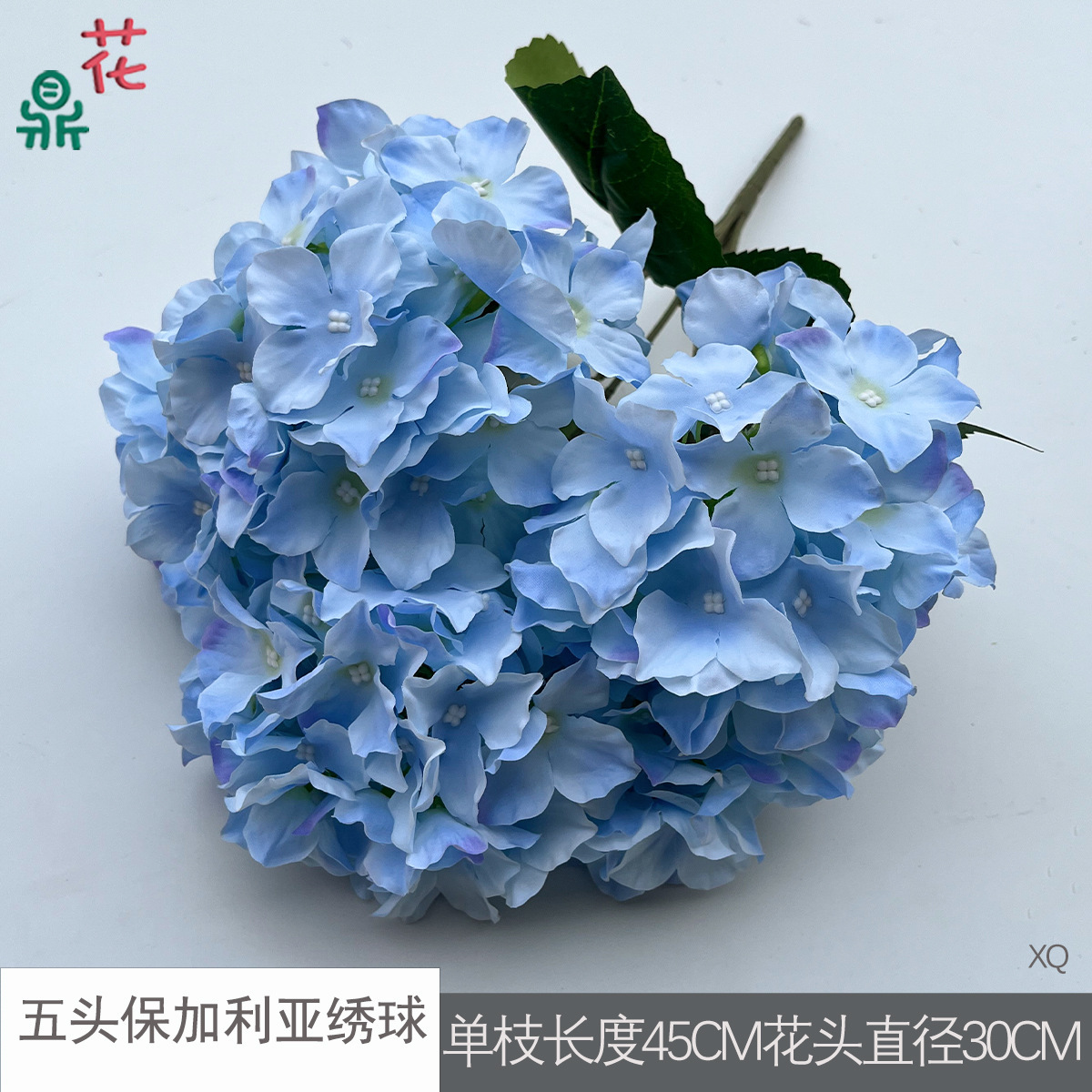 ไฮเดรนเยียบัลแกเรียห้าหัว XQ สีน้ำเงิน