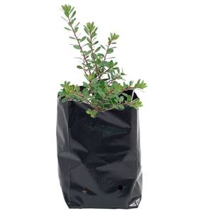 Sacchetto di crescita con fori di scarico per piante di carote di cipolla - Product Image 6