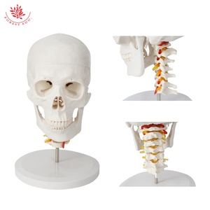 Modèle de colonne vertébrale cervicale de crâne humain FRT023 modèle de crâne d'artère carotide occipitale modèle de crâne de Communication médecin-patient orthopédique - Product Image 3