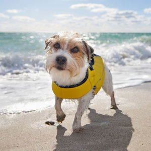 เสื้อชูชีพสำหรับสุนัขลอยน้ำได้เสื้อชูชีพสำหรับสุนัขเสื้อชูชีพแบบนีโอพรีนสำหรับสุนัขสัตว์เลี้ยงแบบปรับแต่งได้ - Product Image 5