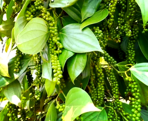 100% pepe nero naturale di alta qualità peperoncino intero fresco essiccato materie prime spezie singole erbe olio gusto caldo - Product Image 3