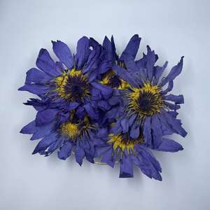 Toptan mavi Lotus çiçek uçucu yağ mavi Lotus çiçek özü - Product Image 2