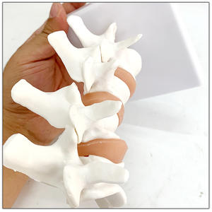 Modelo de osteoporosis de hueso humano Anatomía lumbar patológica Modelo de enseñanza de sección transversal espinal - Product Image 6