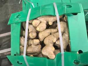 Aria fresca essiccata giovane zenzero cinese cinese prezzo all'ingrosso cibo vegetale zenzero per il mercato del Regno Unito Europa 300g - Product Image 3