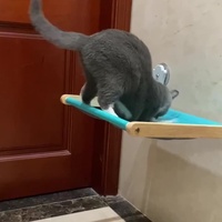 Hamac réversible en bois massif pour chats et chiens bain de soleil seuil de fenêtre nid de chevet vente directe d'usine