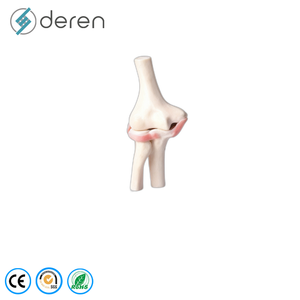 Modelo <span class=keywords><strong>de</strong></span> Articulación <span class=keywords><strong>de</strong></span> <span class=keywords><strong>Rodilla</strong></span> Humana a Tamaño Real con <span class=keywords><strong>Ligamentos</strong></span> Elásticos, Material <span class=keywords><strong>de</strong></span> PVC, Anatomía Funcional para Enseñanza Médica - Product Image 4