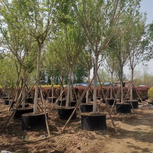 Macetas de Plástico para Control de Raíces, <span class=keywords><strong>Precio</strong></span> al por Mayor, <span class=keywords><strong>Contenedor</strong></span> de PVC/PE/PET Negro para <span class=keywords><strong>Poda</strong></span> Aérea, Maceta de Plástico para Crecimiento Rápido de Raíces de Plantas - Product Image 4