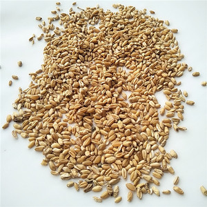Fructus Tritici Levis/Frutos de Trigo Flotante/Trigo Ligero Secos de Hierbas Chinas Fu <span class=keywords><strong>Xiao</strong></span> <span class=keywords><strong>Mai</strong></span> en Venta - Product Image 6