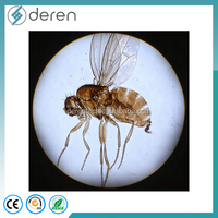 Medical Parasitology Glass Microscope Prepared Slides for Zoology Parasite Teaching-Deren DRPR