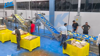 Industriële automatische productielijn voor diepvriesfrieten tegen fabrieks prijs, aardappelverwerkingsmachines te koop
