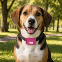 Étiquette NFC en silicone personnalisée NTAG213 avec code QR pour l'identification des chiens et des chats, gestion anti-perte des animaux et contrôle d'accès