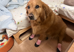 Lot de 4 chaussettes antidérapantes pour chiens, protections de pattes, chaussures imperméables pour chiens pour sols durs, chaussures de traction pour pavés chauds/froids - Product Image 5