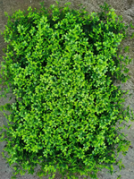 Panneaux de décoration murale en herbe artificielle verte d'intérieur 40*60cm Décoration intérieure Revêtement mural en plantes artificielles