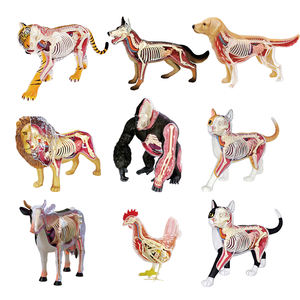 Modelo Educativo de Estructura Ósea Animal Realista Personalizado, Modelo de Anatomía de Órganos Animales, Equipo de Enseñanza de Ciencias Médicas - Product Image 2