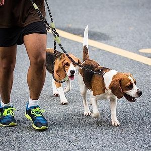 Laisse Réfléchissante Mains Libres pour Chien, Réglable, pour Petits et Grands Chiens - Product Image 2
