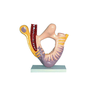 Ultrastruttura del corpuscolo renale Podocyte ZM5047 37x27x8 - Product Image 6