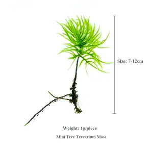 Bewaard Pole Moss Gestabiliseerd Kussen Broodje Kussen Echte Natuurlijke Groene Diy Kit Rendier Bewaard Mos Voor Decoratieve Terraria