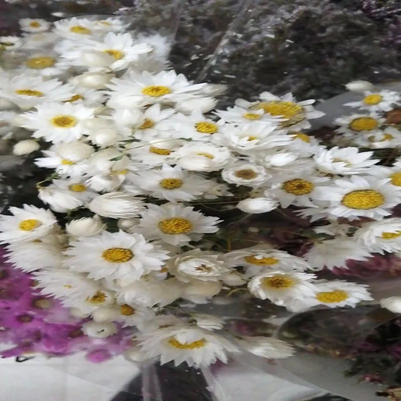 Букет из натуральных сушеных белых цветов, букет ромашек, настоящие высушенные прессованные цветы, лепестки для художественных цветочных декоров, кулон для ногтей