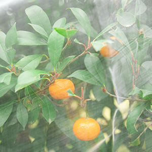 Agro Tomato Protect Greenhouse Agricultural Protect Insect Proof Mesh pour l'agriculture Filet anti-insectes - Product Image 3