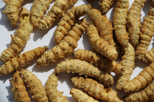 อาหารแห้งฟรีซดรายจากตัวอ่อนหนอนไหม 100% จากธรรมชาติ โปรตีนสูง สำหรับสัตว์พันธุ์เล็ก เป็นมิตรต่อสิ่งแวดล้อม บำรุงสุขภาพผิวหนังและขนด้วยสารสกัดจากหนังปลา - Product Image 2