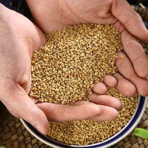 Bio-Bocks horn klees amen aus Indien Fabrik Direkt zu günstigen Preisen verkauft Getrocknetes Kräuter gewürz mit heißem und würzigem Geschmack - Product Image 4