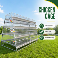 Cages à poules pour la ponte des œufs, cages à poules pour la collecte des œufs, 120 oiseaux, cage à poules pondeuses, cage à poules semi-automatique pour ferme